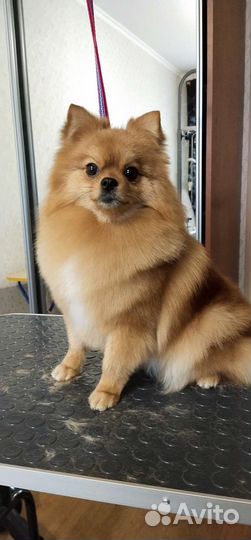 Грумминг/ стрижка собак/экспресс линька