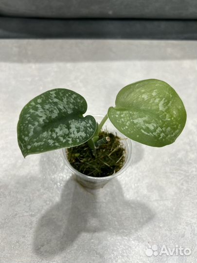 Сциндапсусы, эпипремнумы сортовые