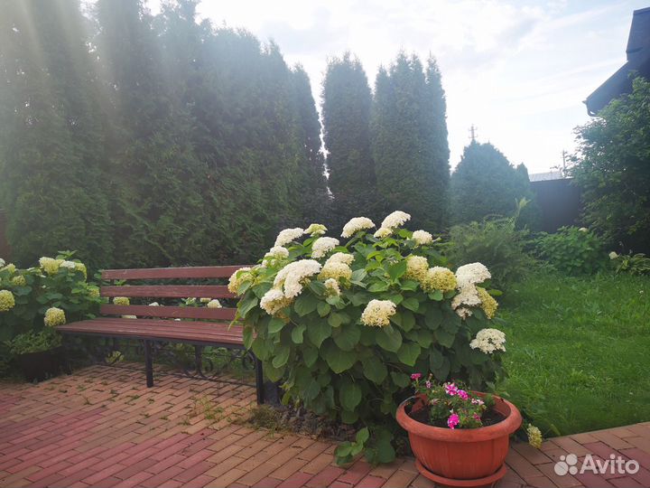 Кустарники многолетние