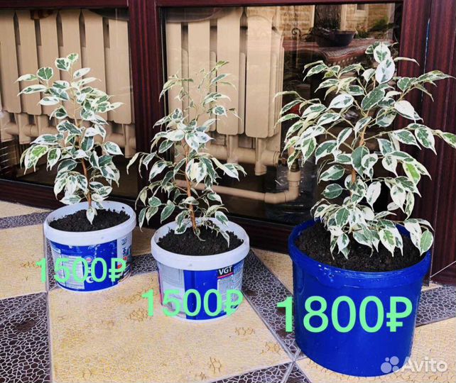 Бенджамина