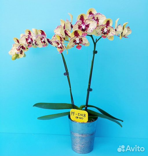 Орхидея фаленопсис PF- 5018