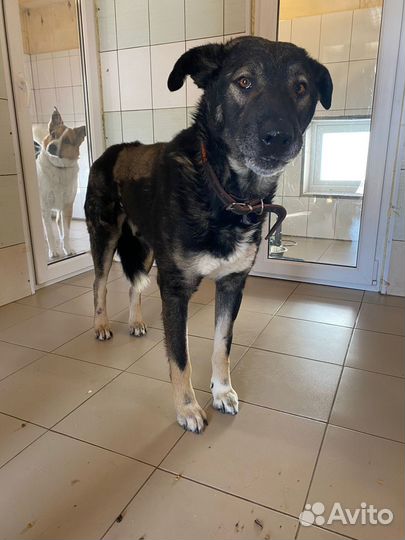 Молодой кобель (4 года) ищет хозяина