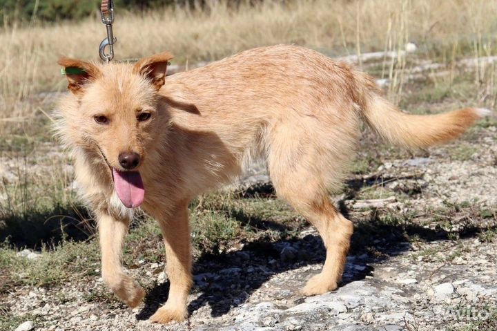 Санни в добрые руки