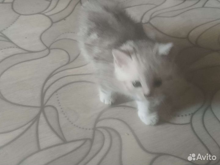Британские котята