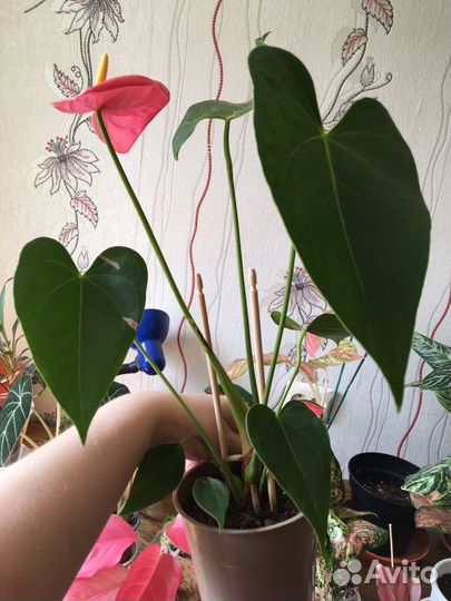 Антуриумы Разные