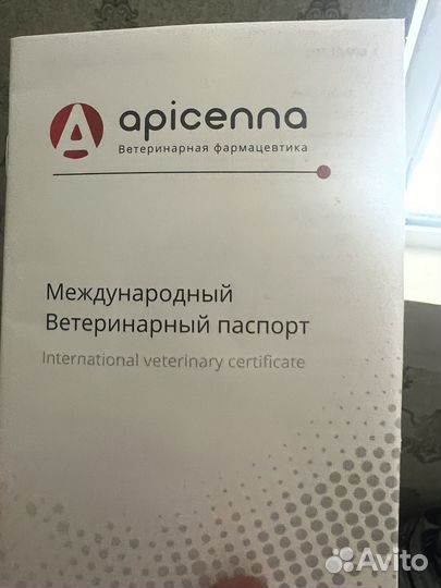 Австралийская овчарка хилер