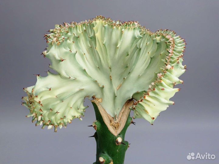 Эуфорбия лактея кристата