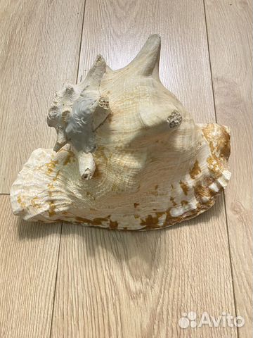 Ракушка Стромбус Гигас 20-22 см