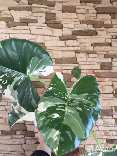 Фиттония Angel Snow гигант