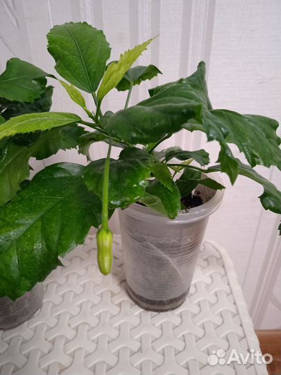 Гибискус Шизопеталус