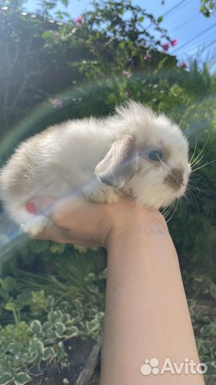 Вислоухие малыши