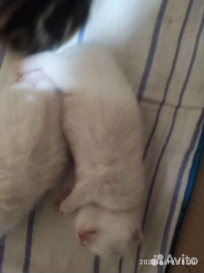 Британские котята