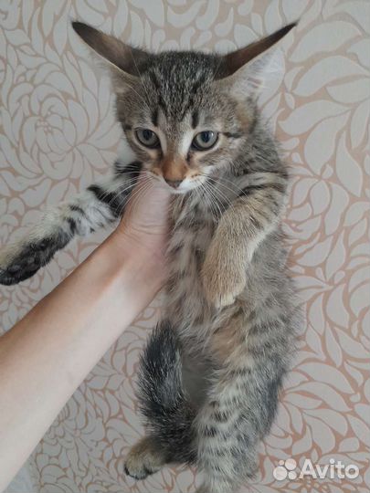 Кошка в дар бесплатно