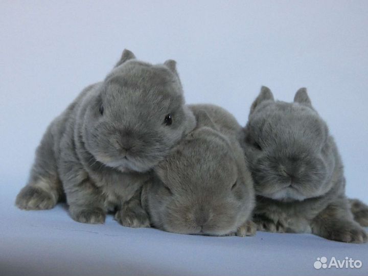 Карликовые кролики породы рекс