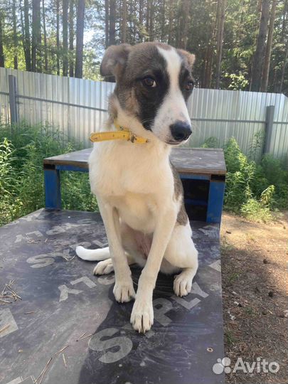 Лекси нужен дом