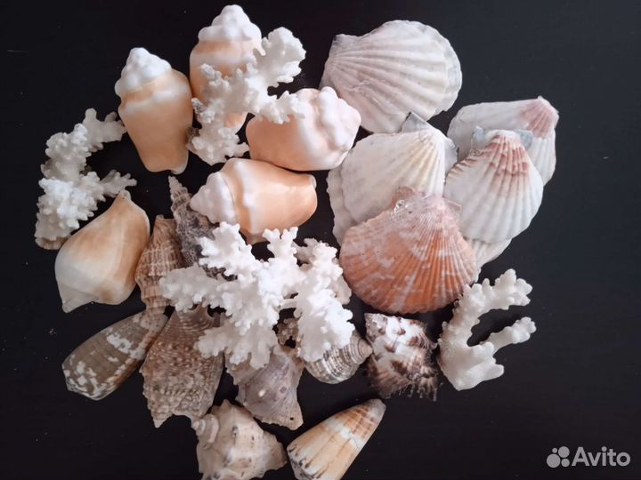 Ракушки,кораллы, камни для аквариума и декора