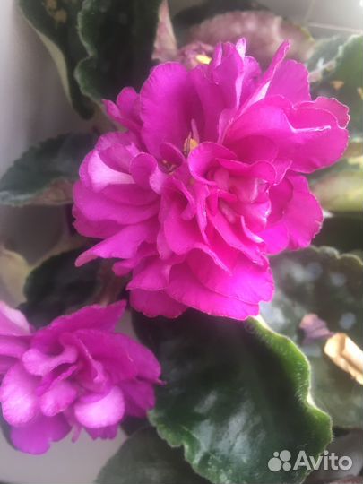 Набор укорененных листиков фиалок