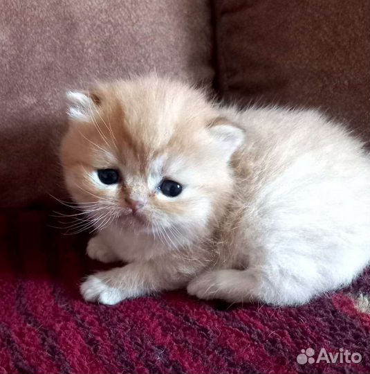 Шотландские котята