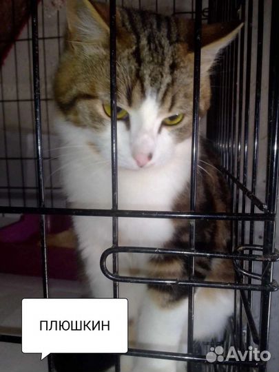 Плюш (Плюшкин)