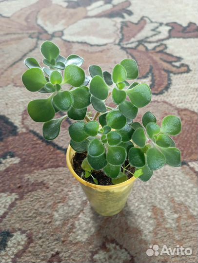 Аихризон дерево любви