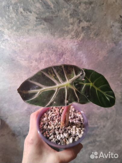 Алоказия balloon heart клубень