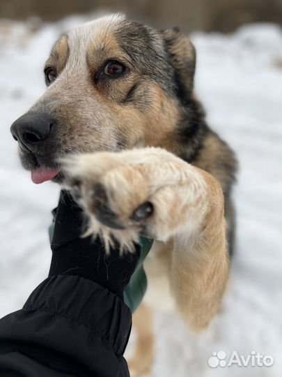 Собака бесплатно