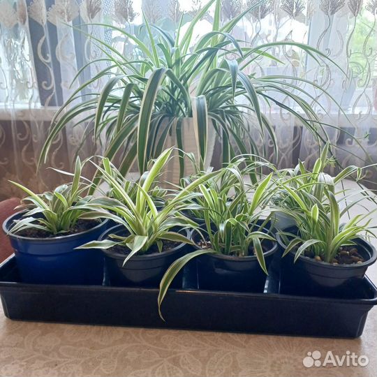 Комнатные цветы