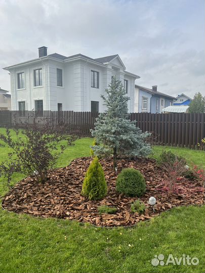 Кора сибирской лиственницы