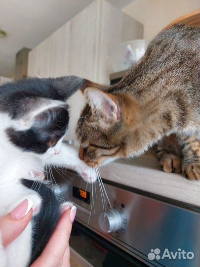 Котёнок ищет дом