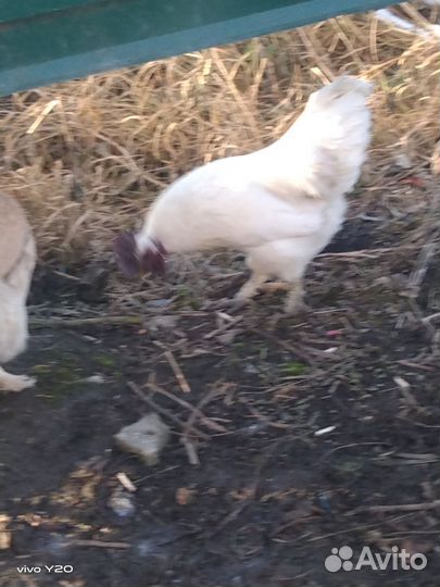 Молодой петушок породы ухейилюй