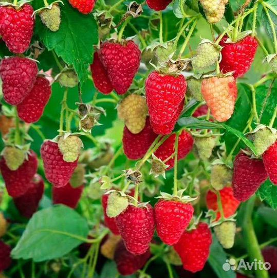 Саженцы малины таруса, штамбовая