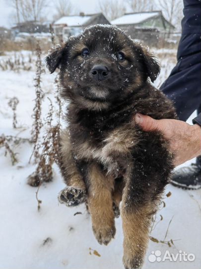 Щенок