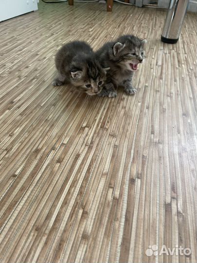 Котята курильский бобтейл