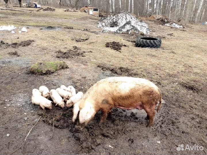 Поросята ландрас