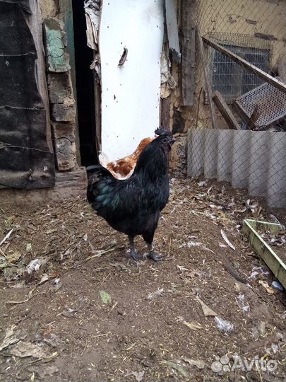 Яйцо инкубационное Ухейилюй