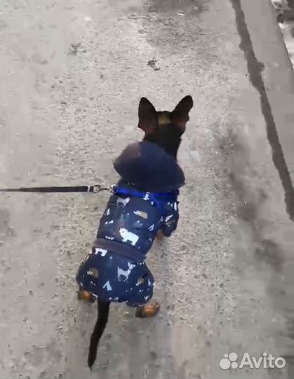 Зимний комбинезон для собак мелких пород