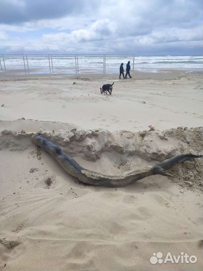 Дрифт Вуд мурена и кит