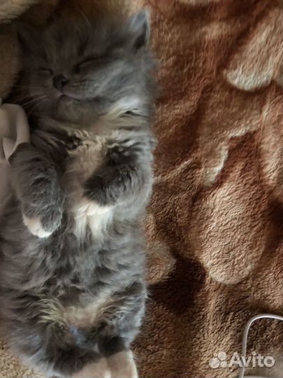Котенок в добрые руки