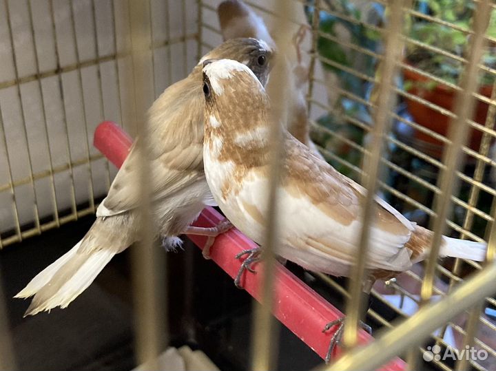 Японская амадина