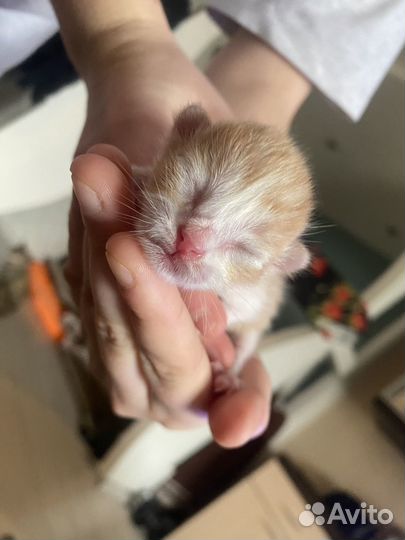 Отдам котят в добрые руки