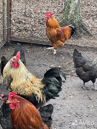 Петухи