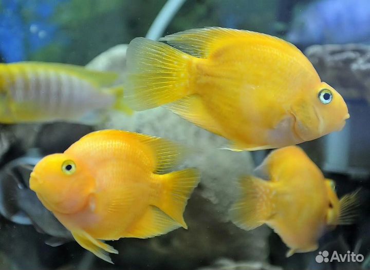 Попугай жёлтый