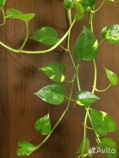 Цветы Сциндапсус