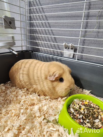 Морские свинки с клеткой в добрые руки