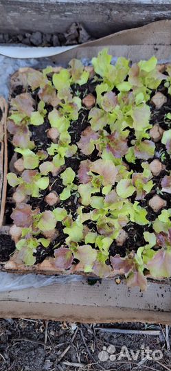 Рассада томатов и базилика