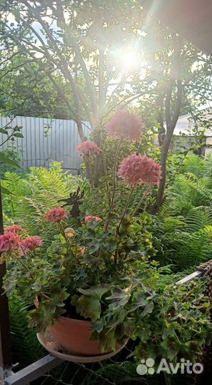 Пеларгония герань