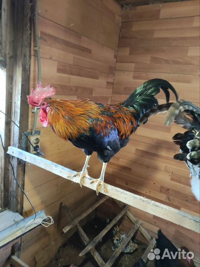 Молодые петухи