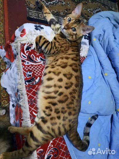 Бенгальская