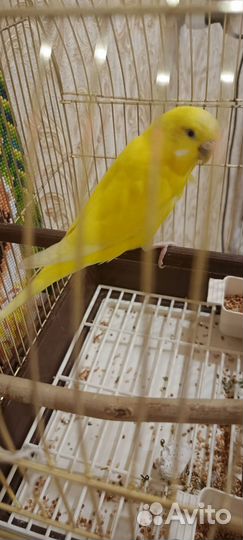 Волнистый попугай с клеткой