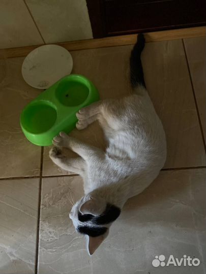 Белый котенок